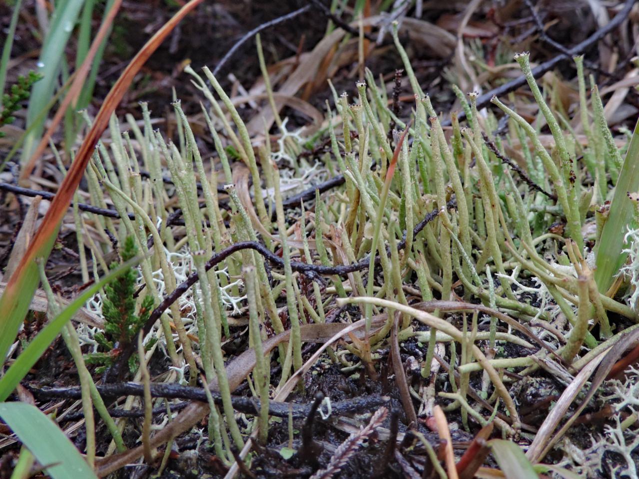 Cladonia gracilis, Starpole Pond, New Forest