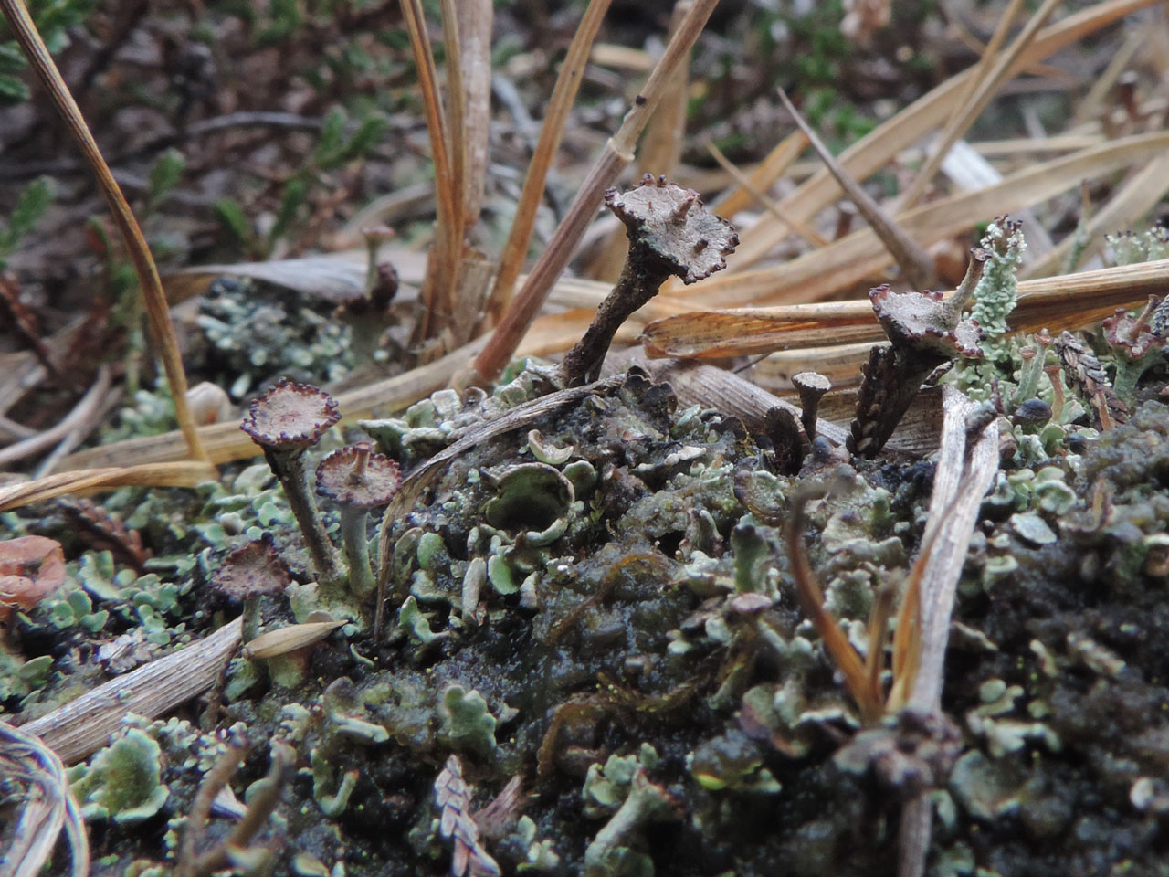 Cladonia verticillata, Burley Moor, New Forest