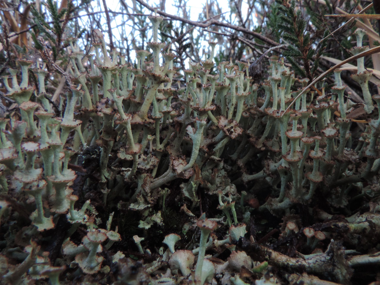 Cladonia verticillata, Harvest Slade Bottom, New Forest