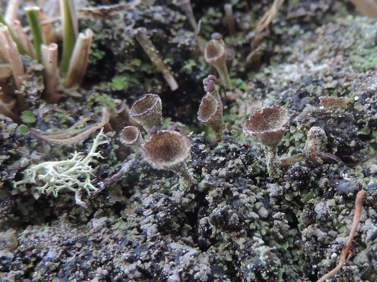 Cladonia grayi s. str., Black Hill, New Forest