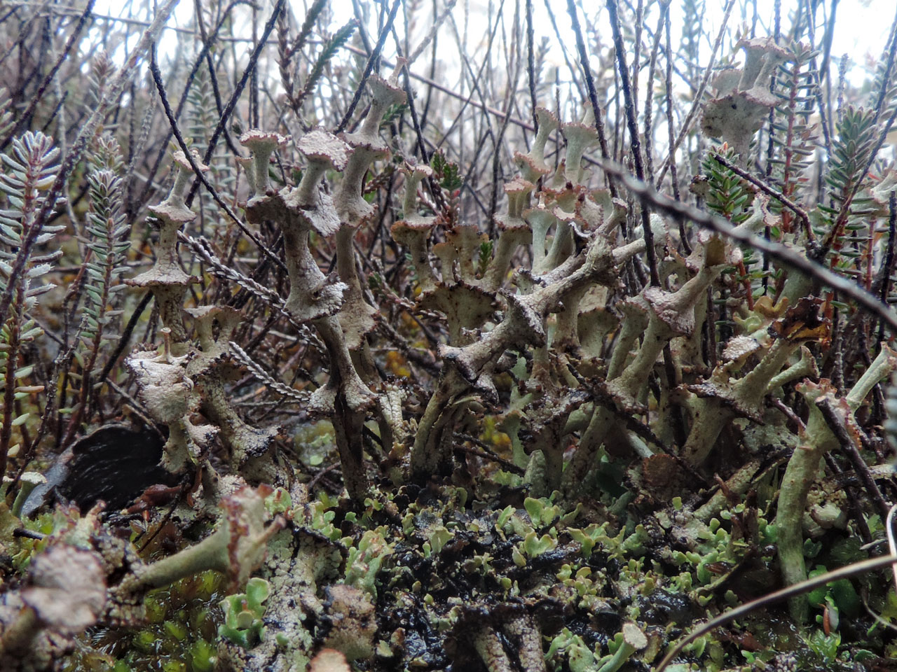 Cladonia verticillata, Summerlug Hill, Holt Heath, Dorset