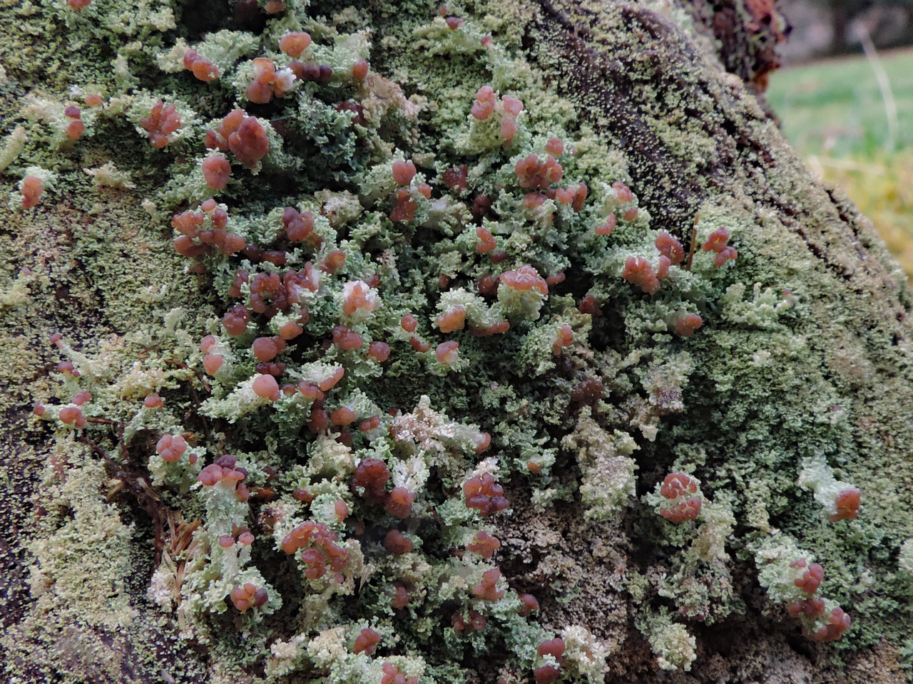 Cladonia parasitica, Blackwater Arboretum, New Forest