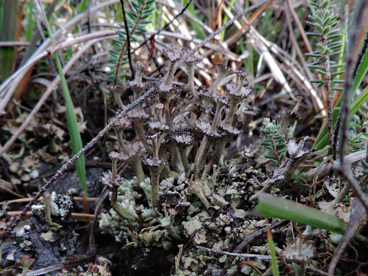 Cladonia verticillata, Strodgemoor, New Forest