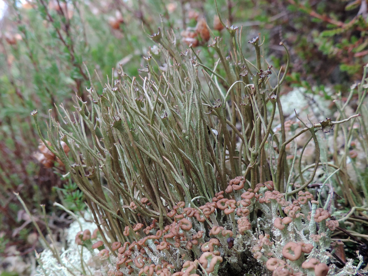Cladonia gracilis, Roydon Woods NR, New Forest