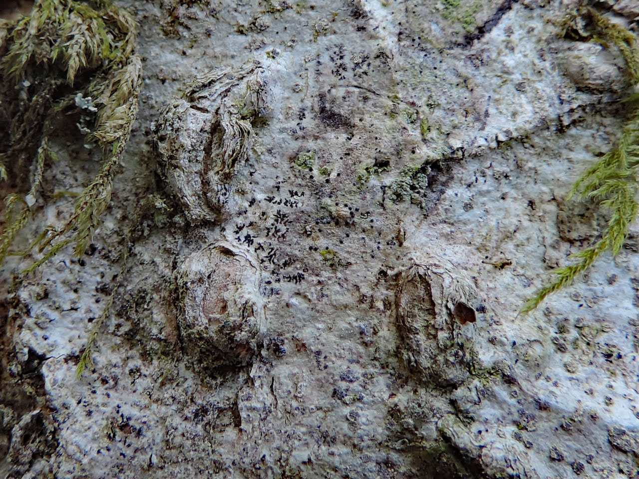 Arthonia invadens, Schizotrema quercicola, Nannau