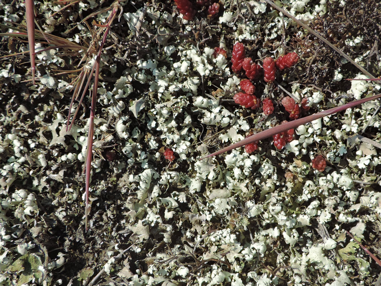 Cladonia foliacea, dry, Blakeney Point, Norfolk