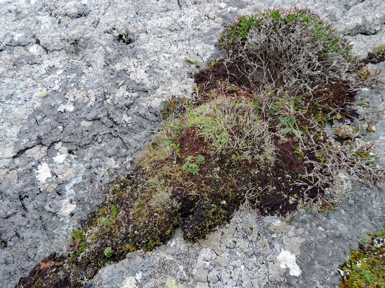 Cladonia stereoclada, Clogher Head, Dingle
