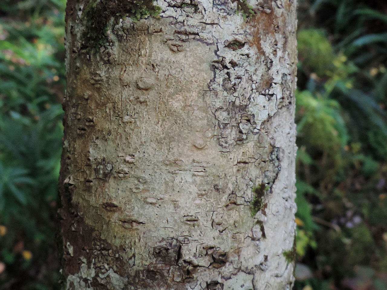 Pyrenula dermatodes, Lickeen Wood, Co Kerry