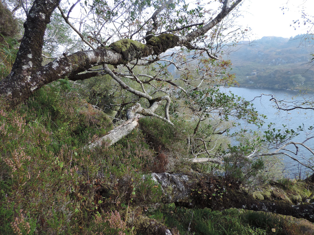 Pyrenula dermatodes, habitat, Crohane Lake, Co Kerry