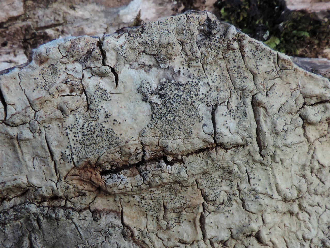 Pyrenula dermatodes, Crohane Lake, Co Kerry