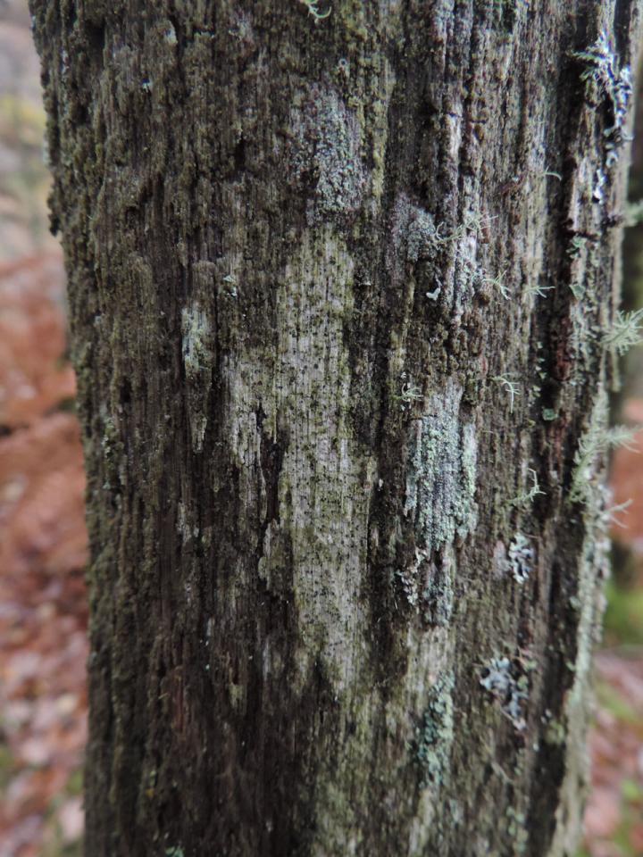 Xerotrema quercicola, Ceunant Llennyrch, Meirionnydd