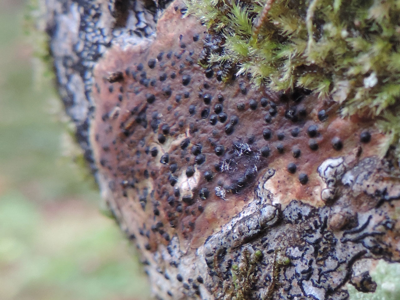 Pyrenula occidentalis, Ceunant Llennyrch, Meirionnydd