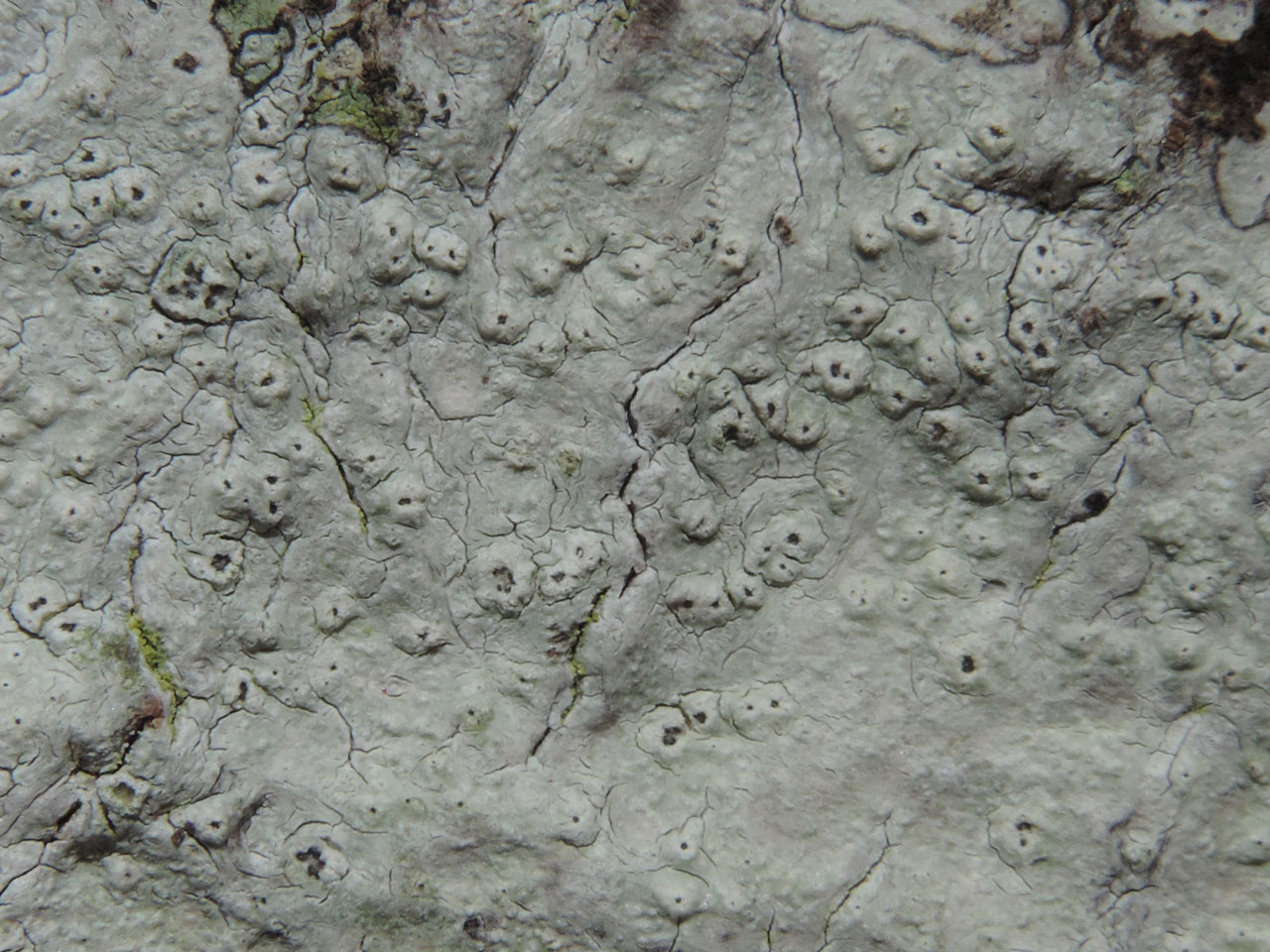 Pertusaria pustulata, apothecia warts, New Forest