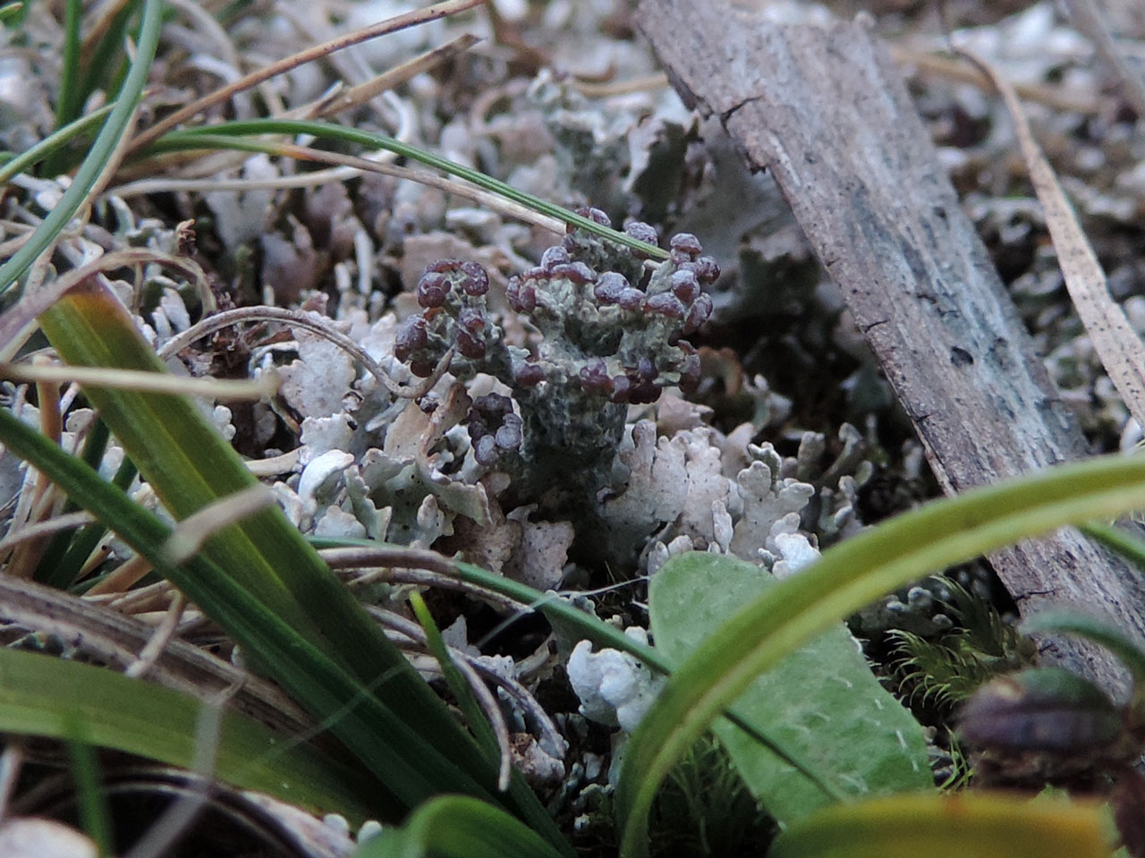 Cladonia symphycarpa, Wavering Down, Mendips