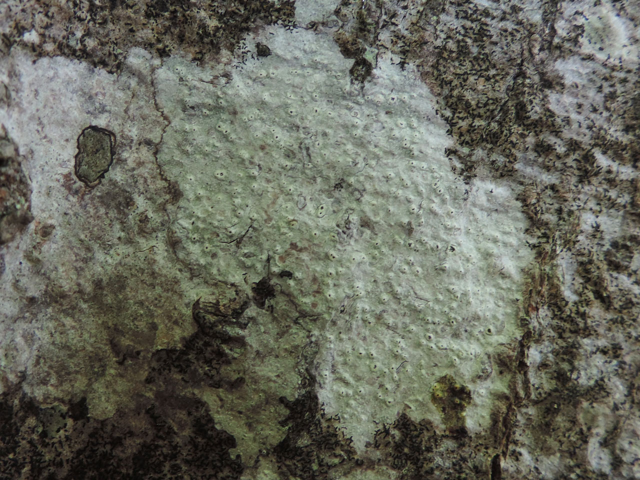 Pertusaria pustulata, thallus, Ebernoe Common