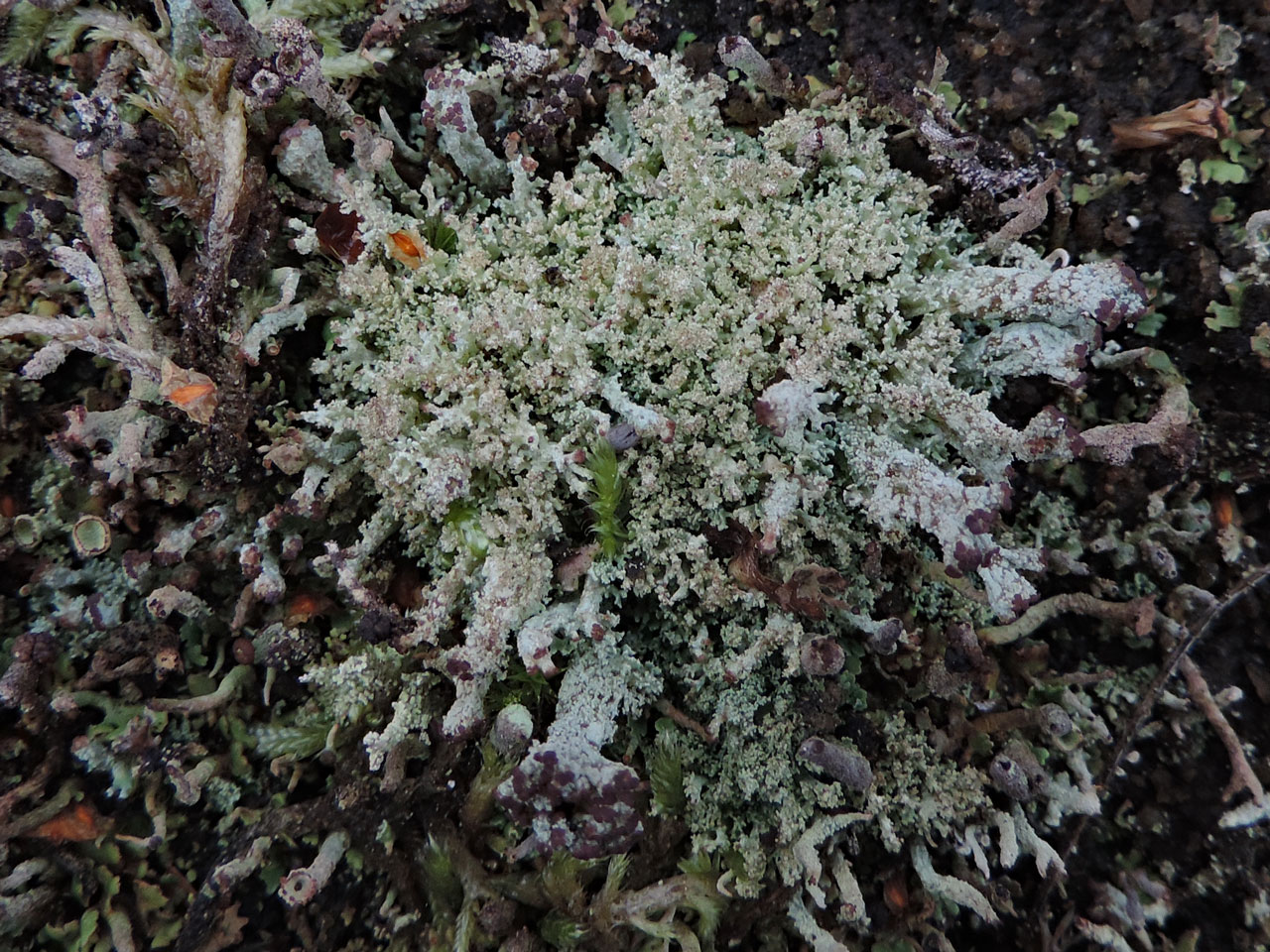 Cladonia parasitica, Burley Old Inclosure, New Forest