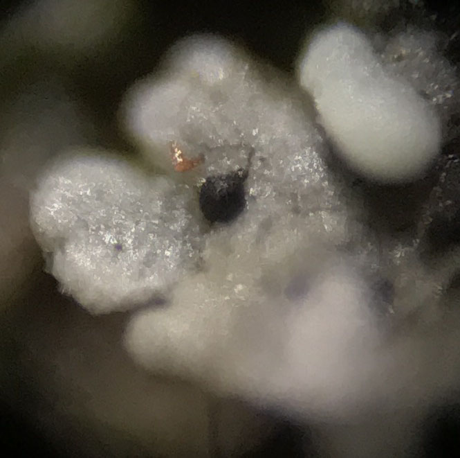 Sphaerellothecium cinerascens on Cladonia incrassata