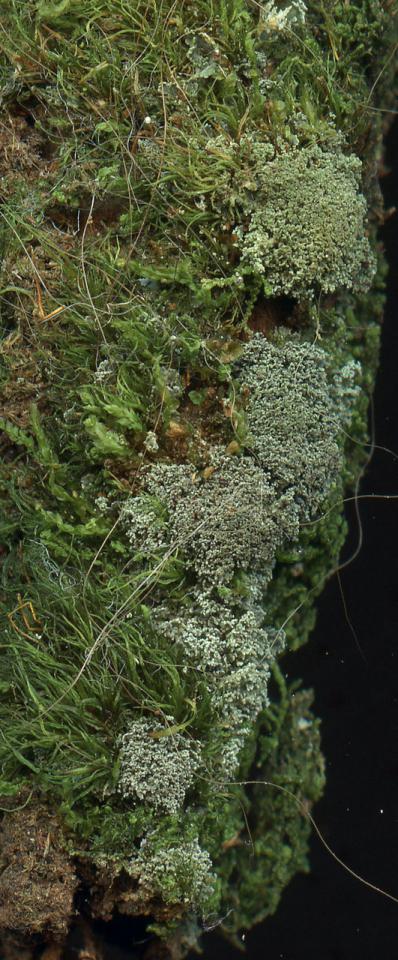 Sphaerellothecium cinerascens on Cladonia parasitica