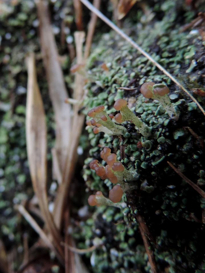 Cladonia peziziformis, Crossan grazings, Mourne Mountains, Co Down