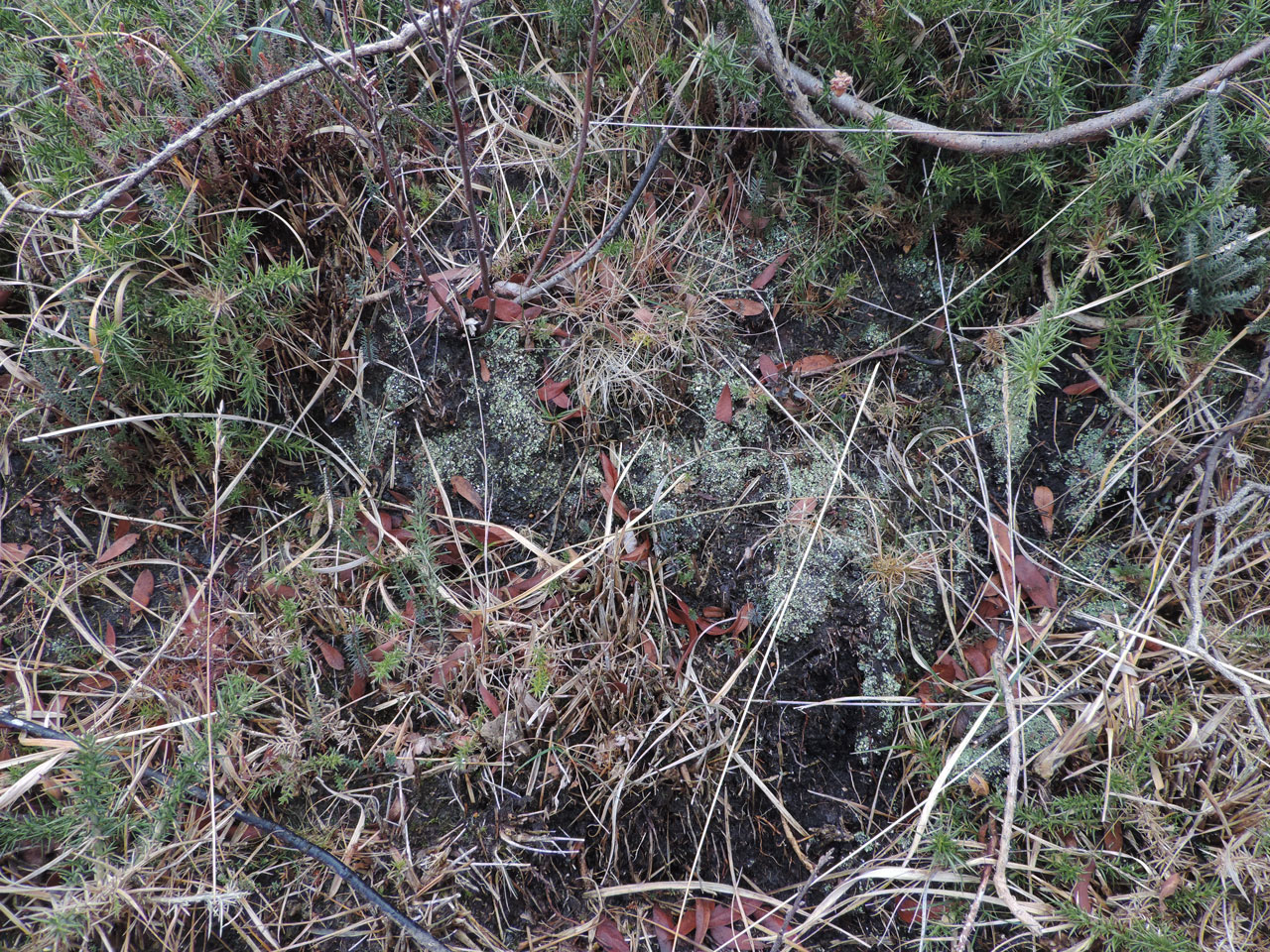 Cladonia peziziformis, niche, Crossan grazings, Mourne Mountains, Co Down