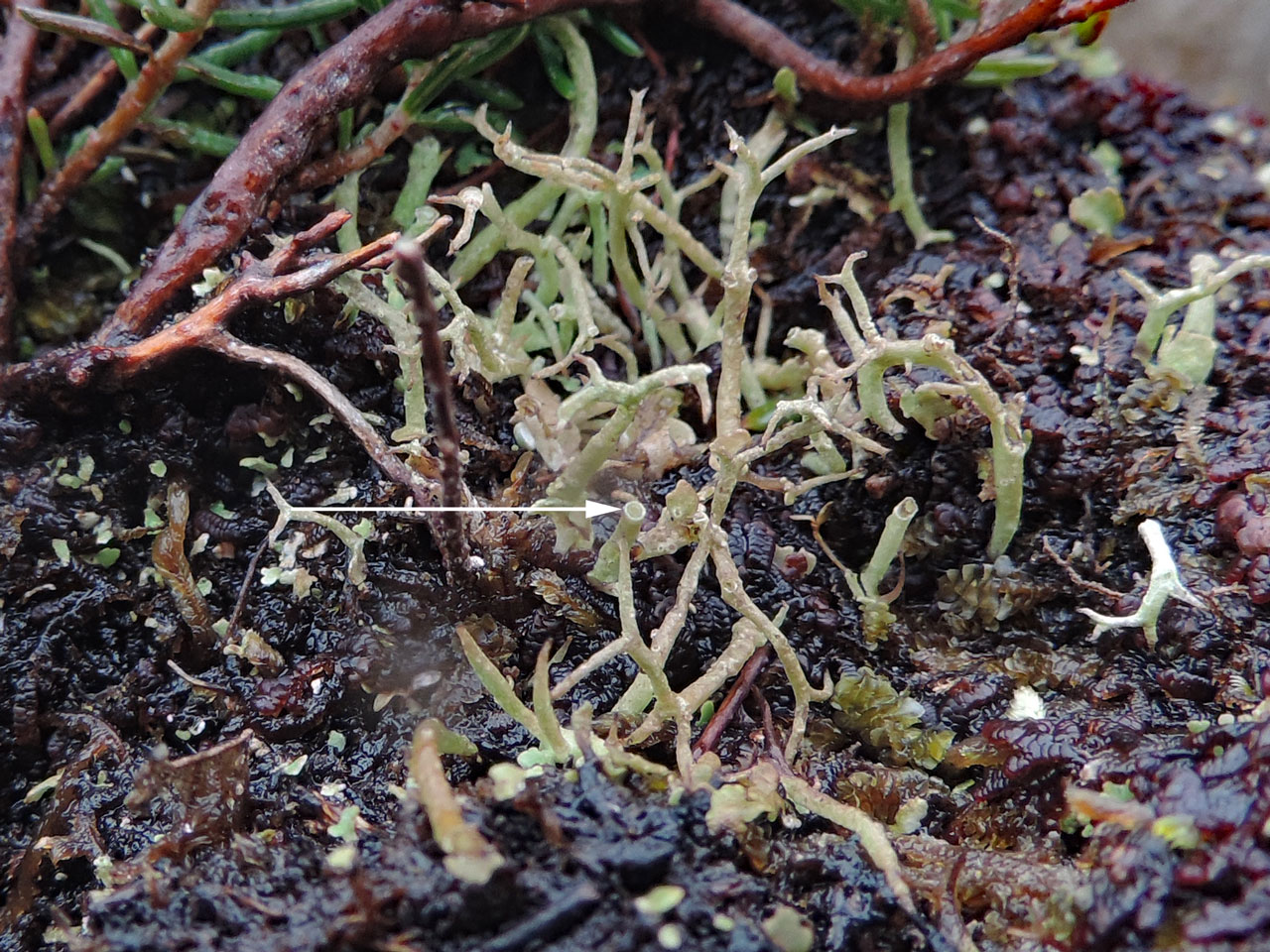 Cladonia stereoclada, Crummie's Bay, East Donegal