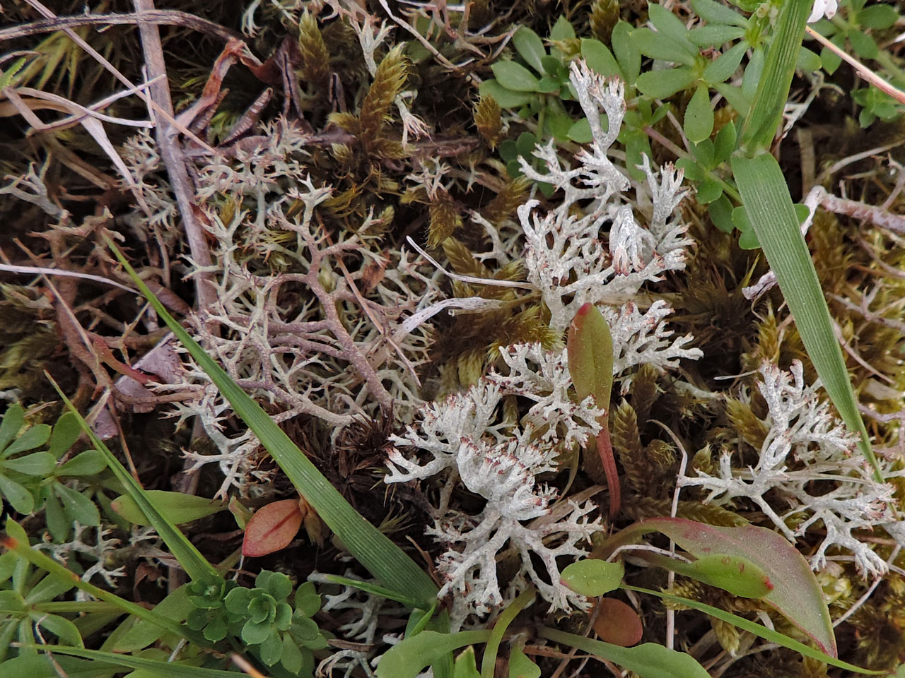 Cladonia arbuscula subsp. squarrosa & Cladonia ciliata var. ciliata, Chase End Hill, Malvern Hills