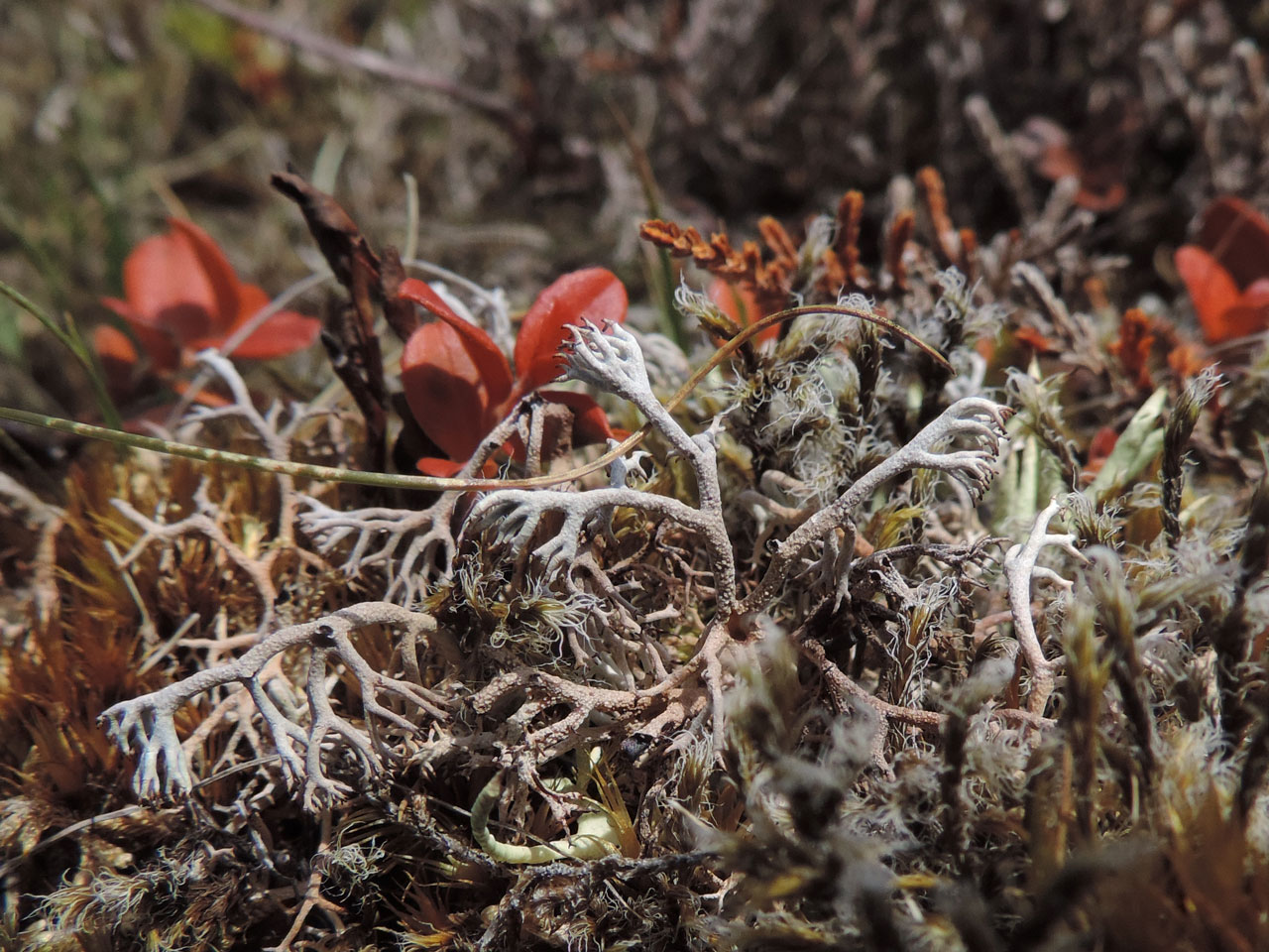 Cladonia rangiferina, Grasmoor, Lake District