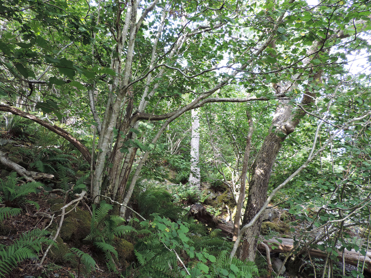 Pyrenula hibernica, Seatoller Wood, Lake District