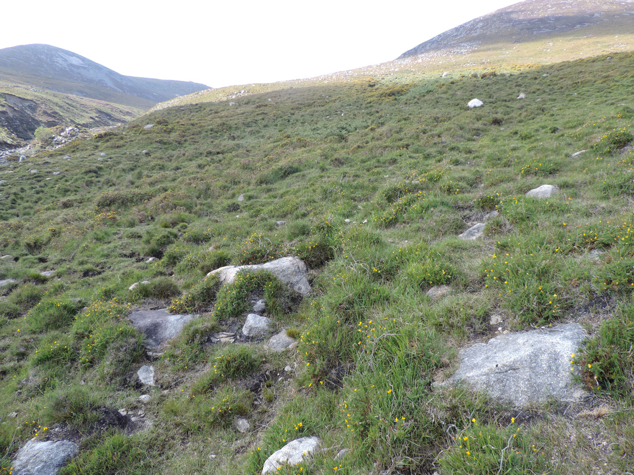Cladonia peziziformis, habitat, Crossan grazings, Mourne Mountains, Co Down