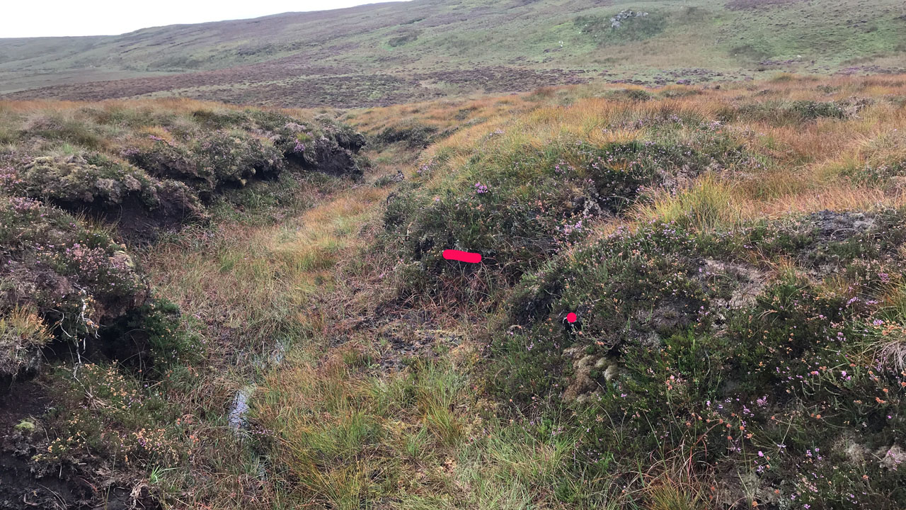 Cladonia incrassata habitat, western blanket bog, East Donegal,