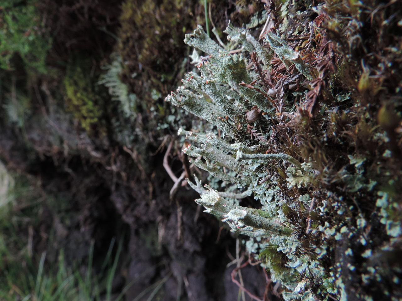 Cladonia polydactyla, Sawel Mountain, Co Tyrone