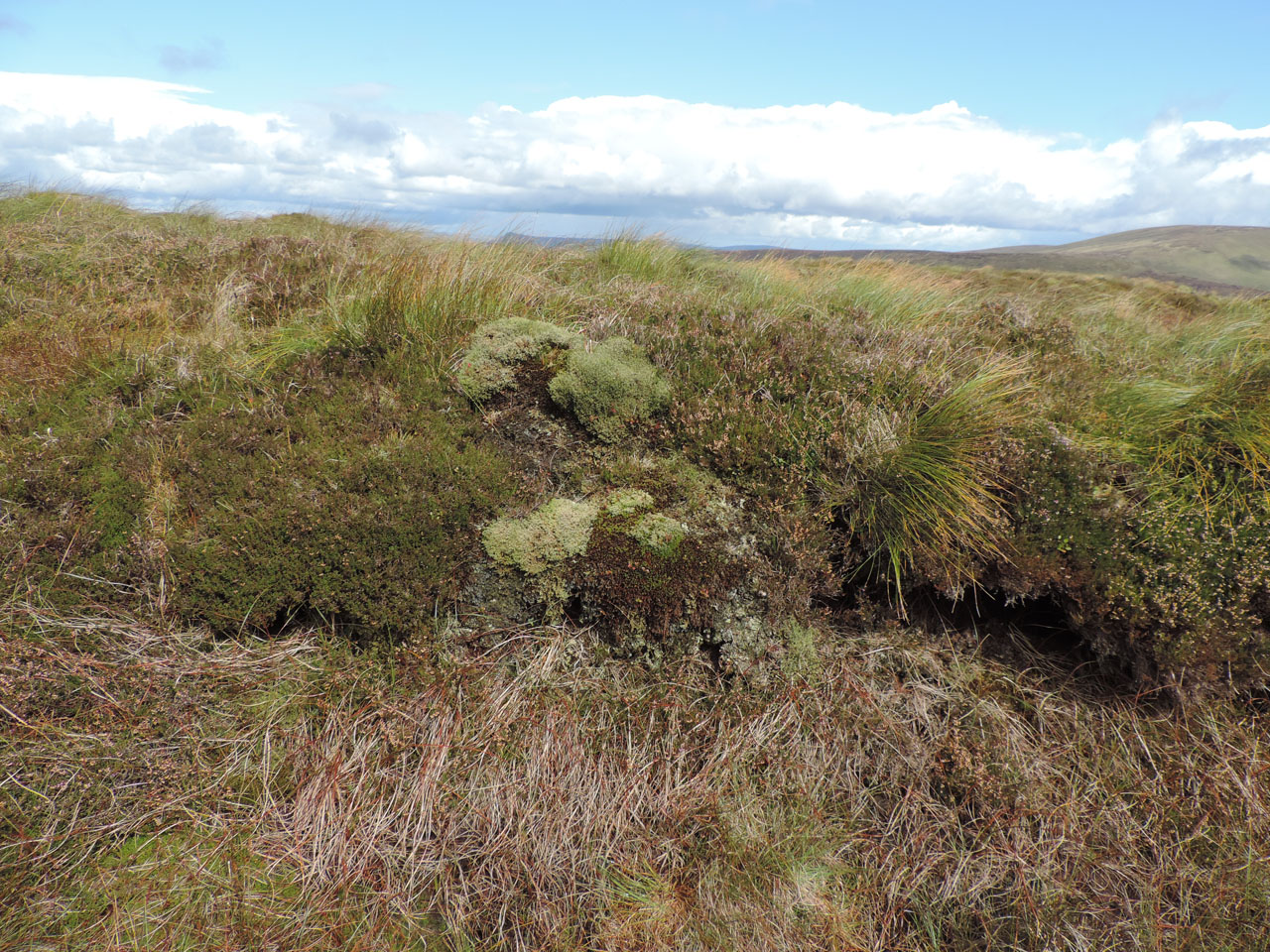 Cladonia luteoalba, habitat, Sawel Mountain, Co Derry