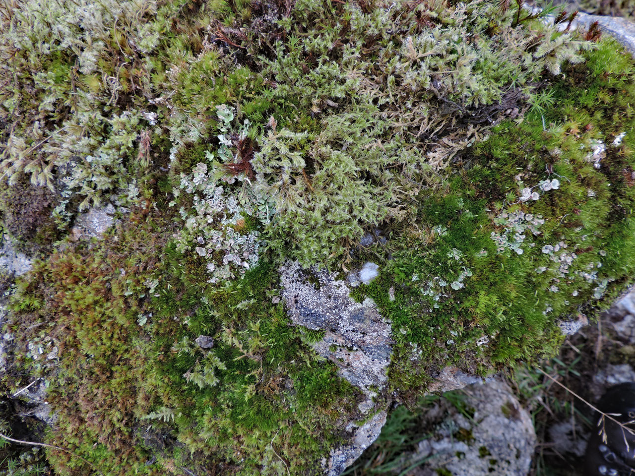 Cladonia cyathomorpha habitat, mossy acid rock