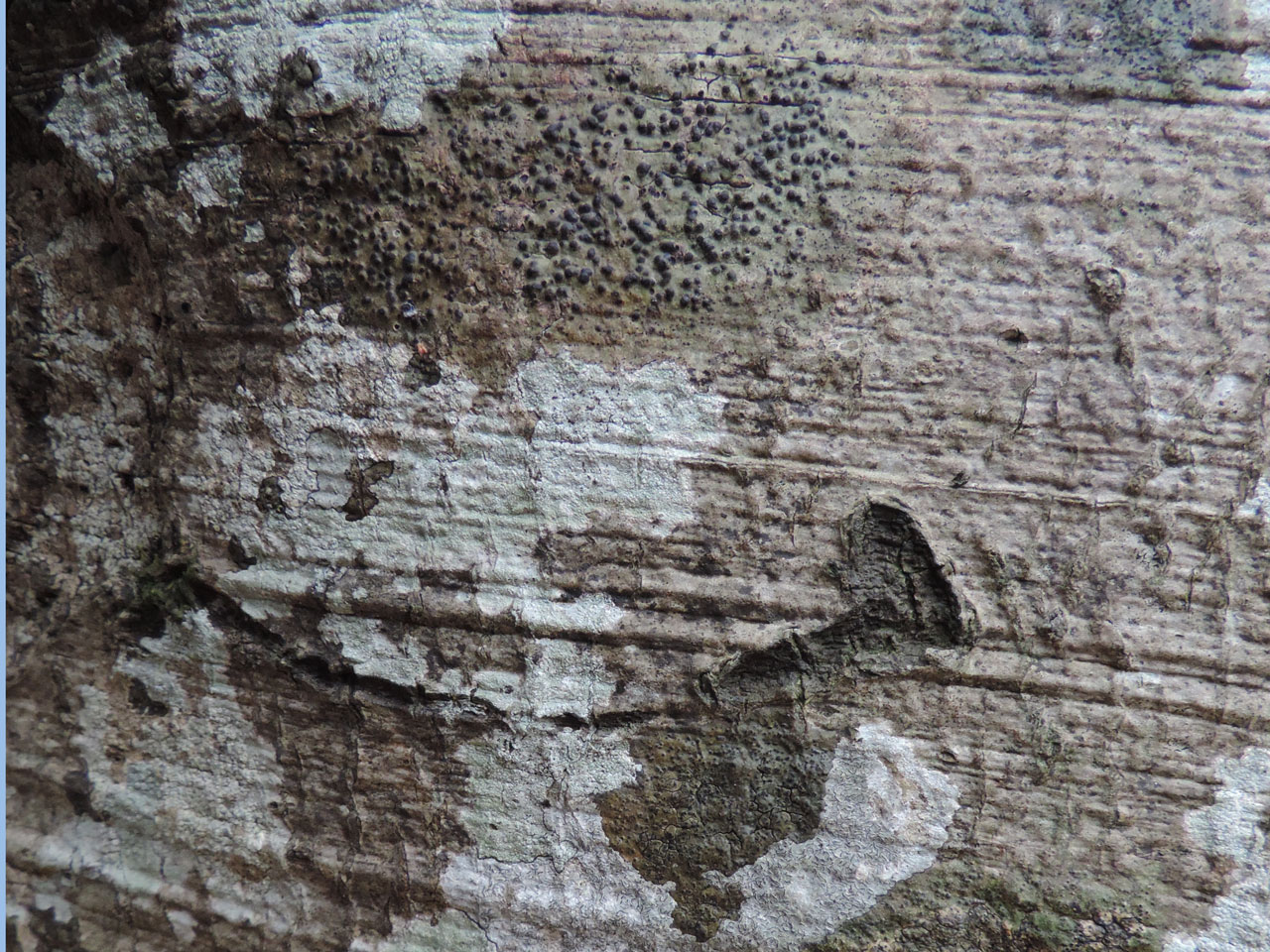 Pyrenula nitida, Pyrenula nitidella, Wood Crates, New Forest