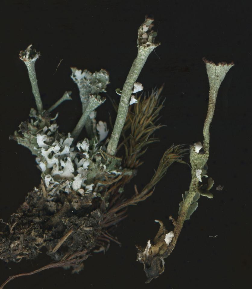 Cladonia phyllophora, Mytton Dingle, Stiperstones, Shropshire