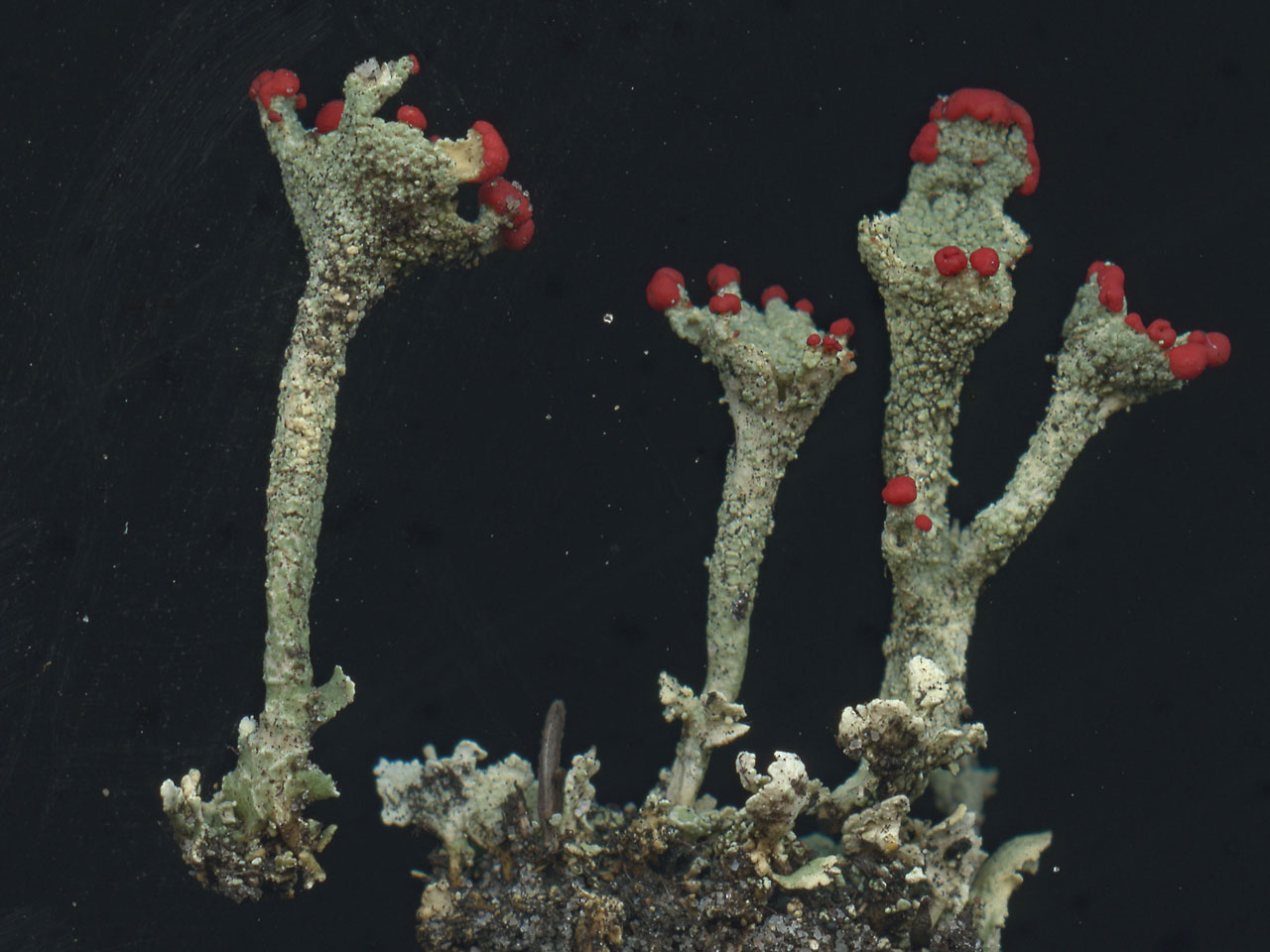Cladonia coccifera s. str., New Forest