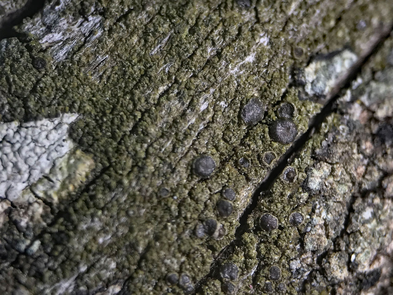 Protoparmelia oleagina, Oak lignum, New Forest