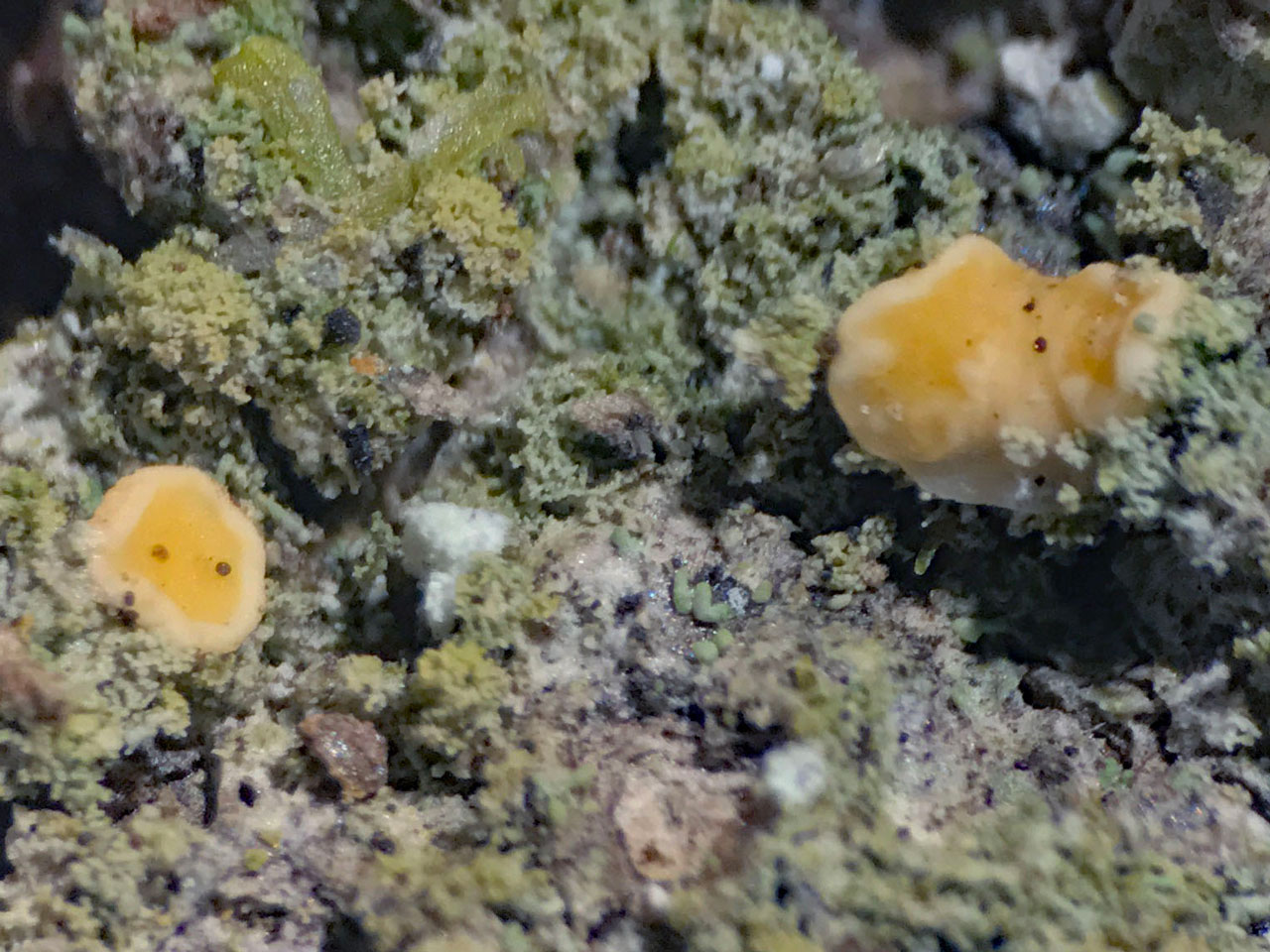 Coenogonium confusum, Stubbs Wood, New Forest