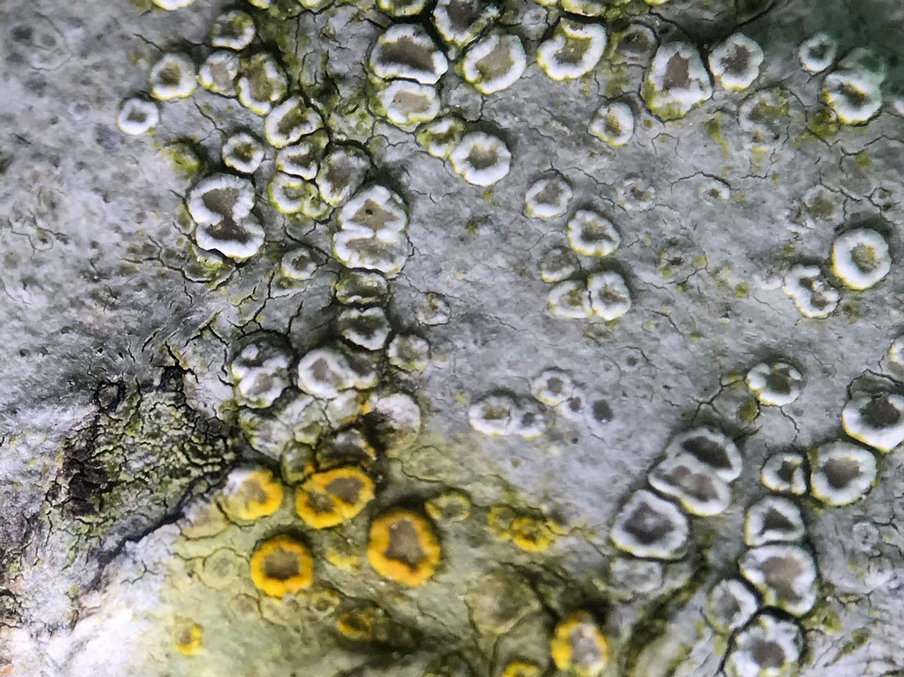Lecanora intumescens, Ashurst Lodge, New Forest