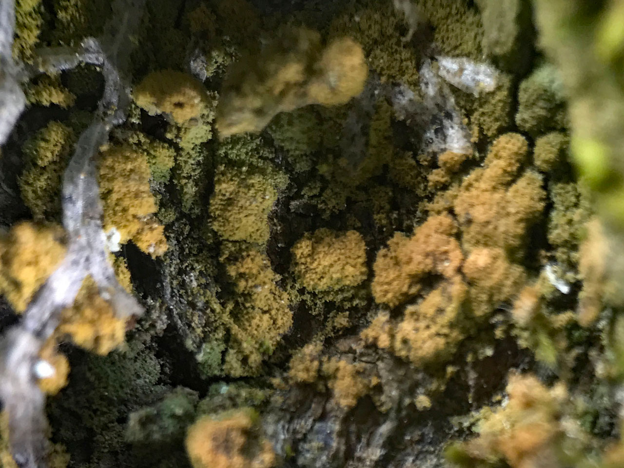 Porina rosei, Cold Bath Wood, New Forest