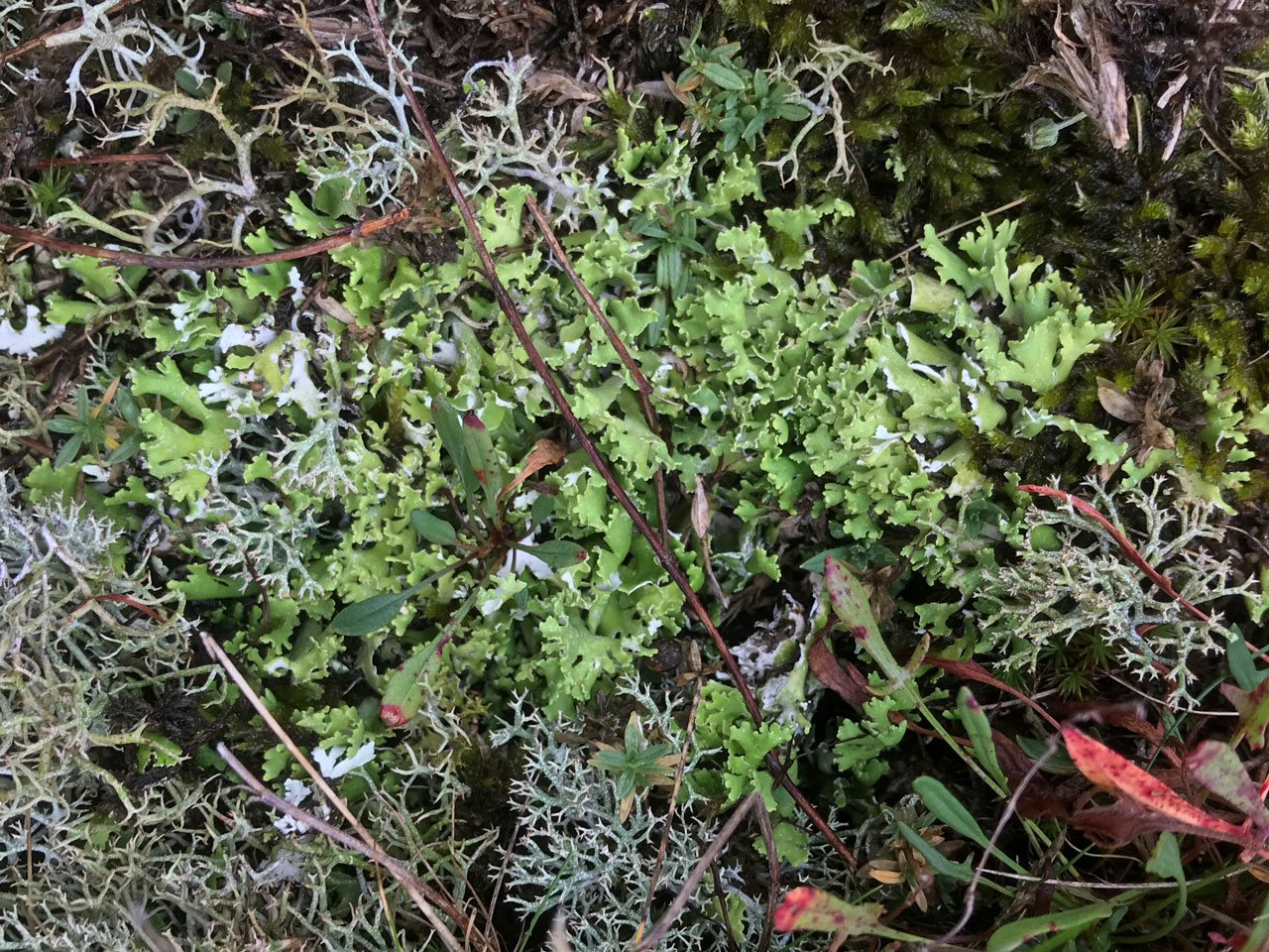 Cladonia foliacea m. convoluta, Maidencross Hill, The Brecklands