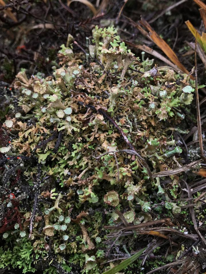 Cladonia cervicornis, Hampton Ridge, New Forest