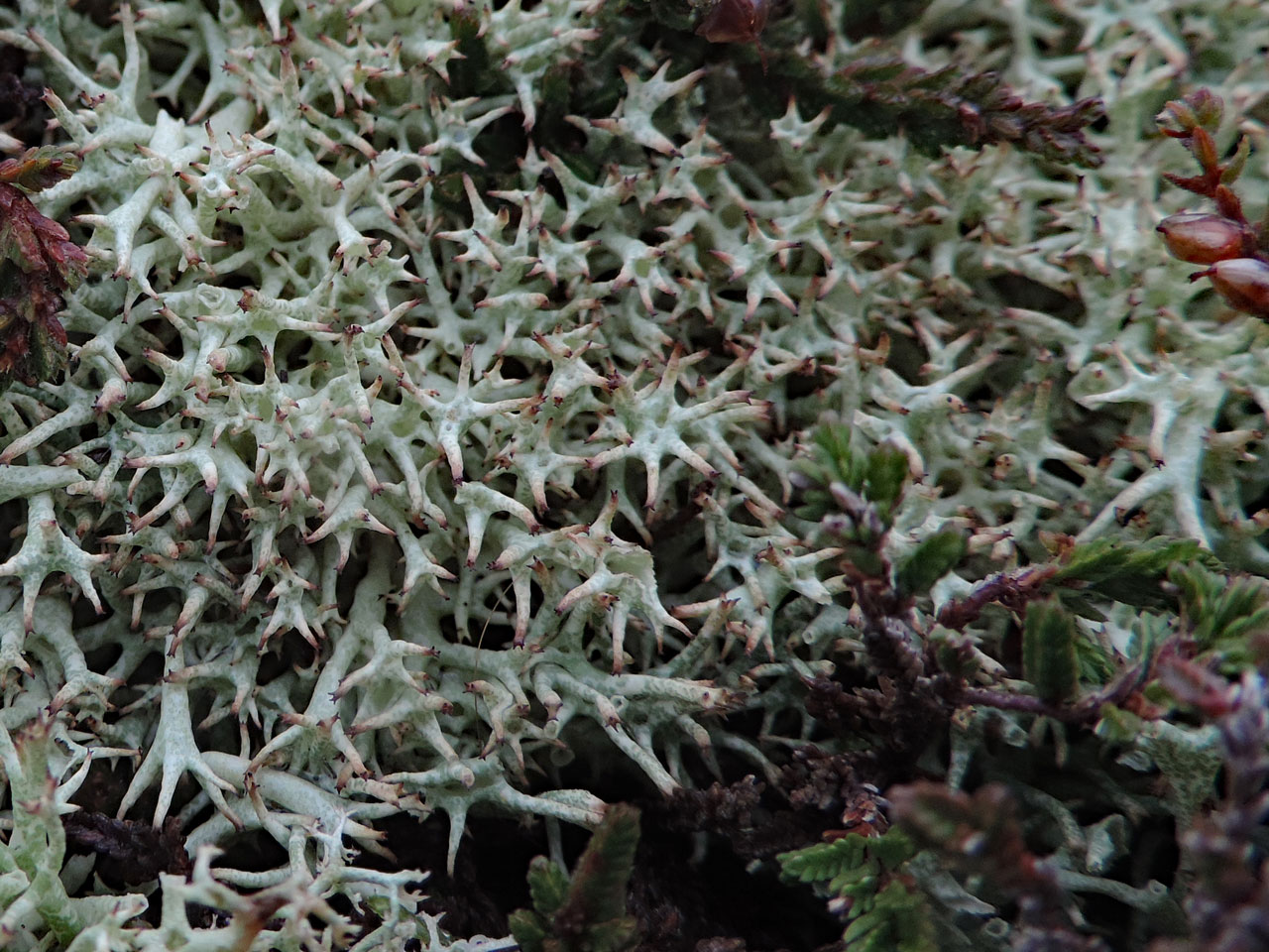 Cladonia uncialis subsp. uncialis, Headon Warren, Isle of Wight