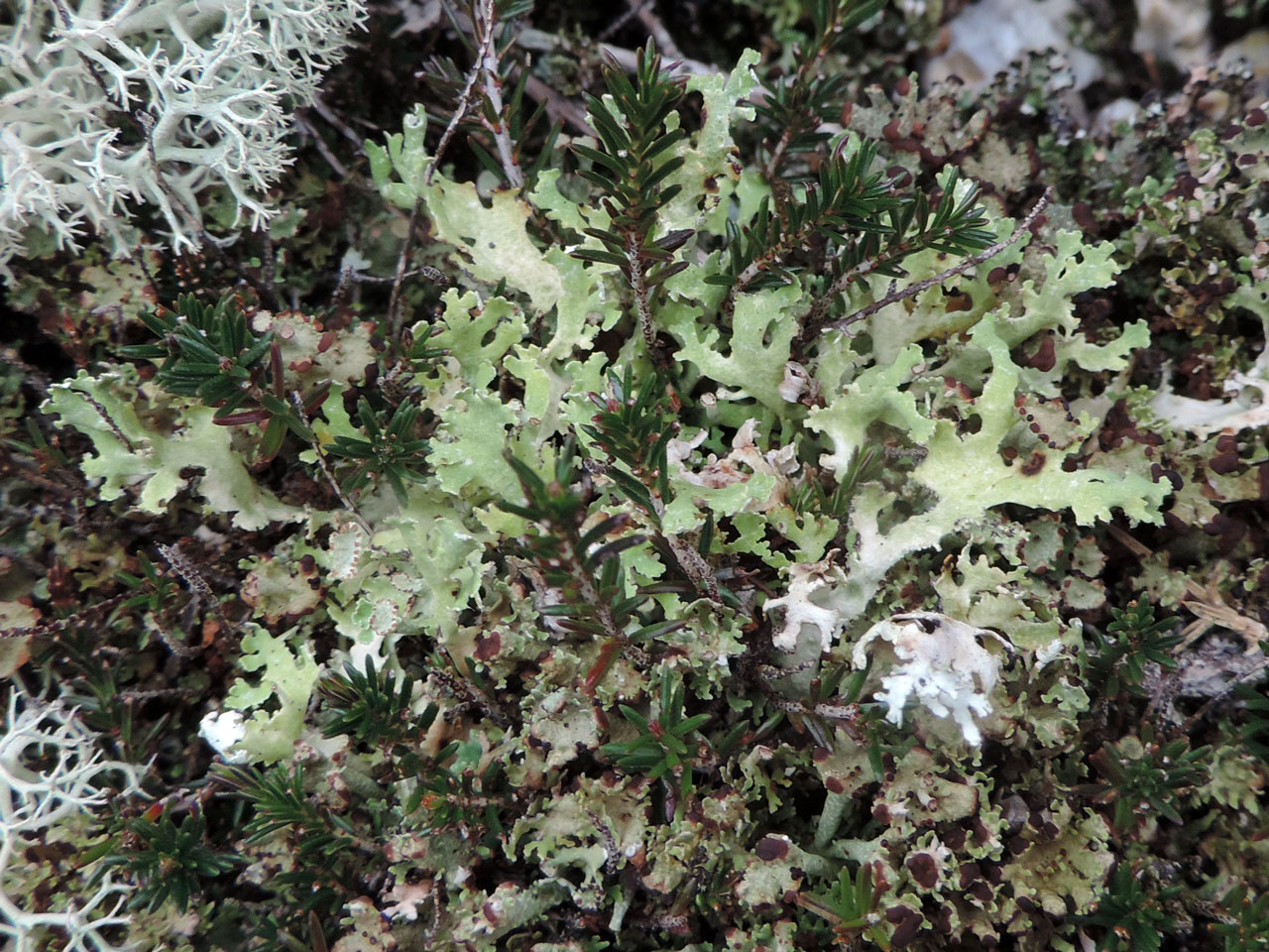 Cladonia foliacea m. convoluta, Headon Warren, Isle of Wight