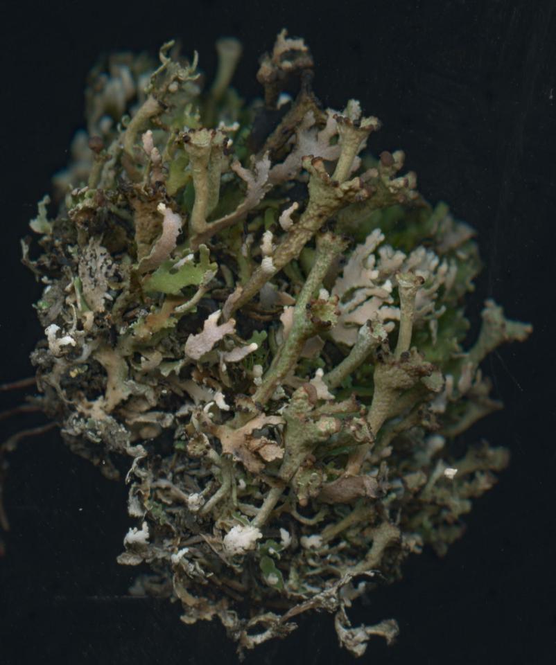 Cladonia cervicornis, Headon Warren, Isle of Wight