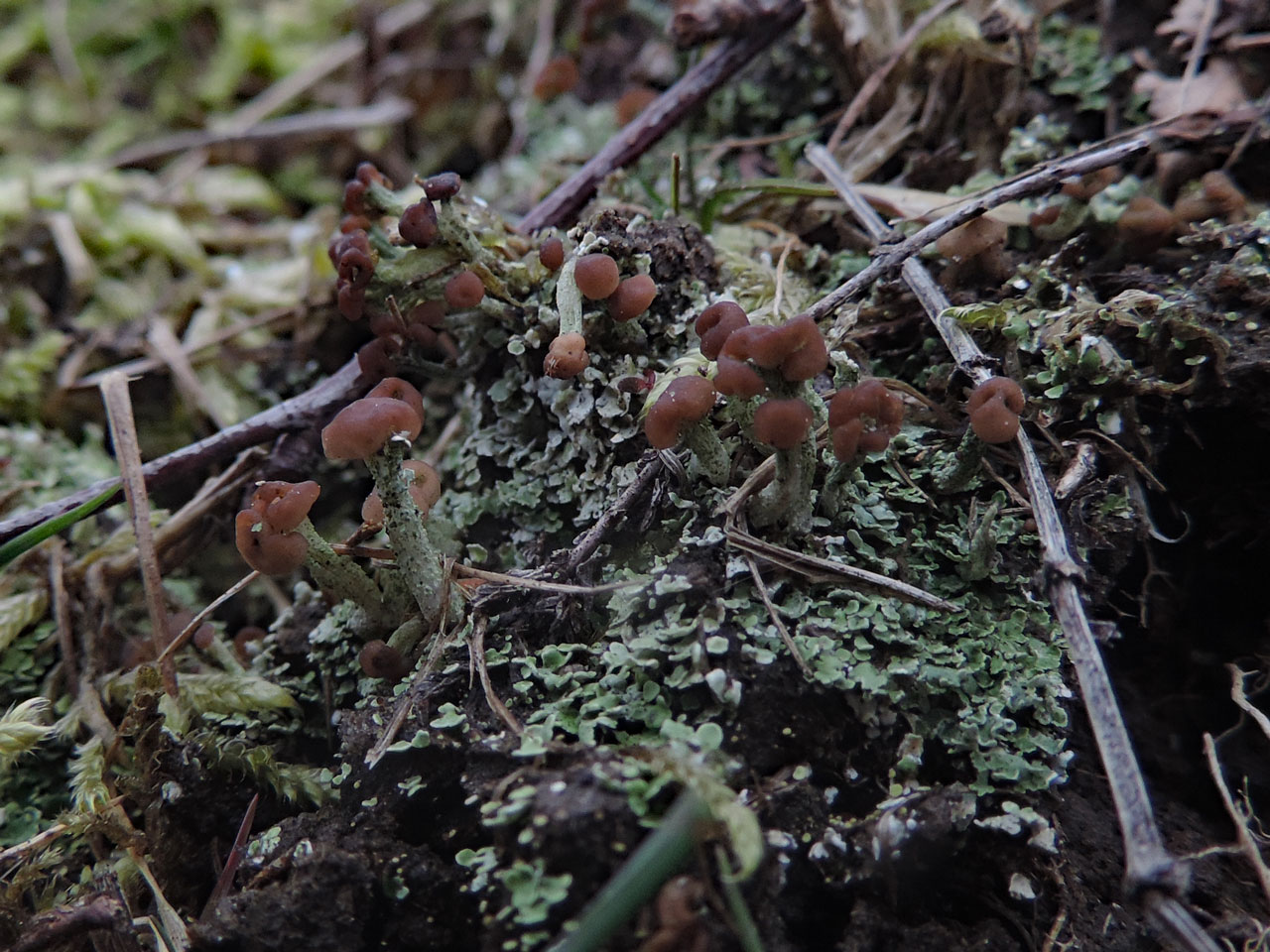 Cladonia peziziformis, Pippingford Park, Ashdown Forest
