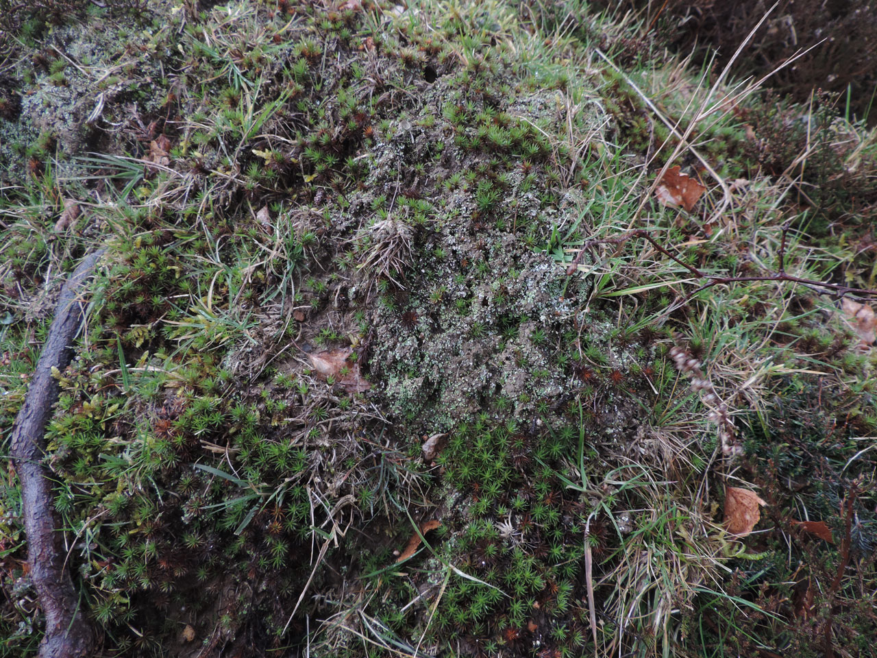 Cladonia peziziformis, niche, Pippingford Park, Ashdown Forest