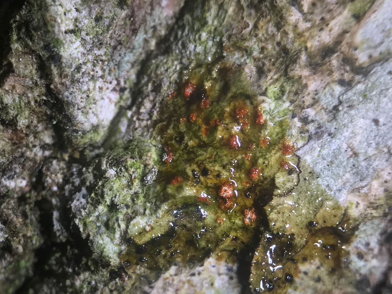 Schizotrema quercicola, Anderwood Inclosure; New Forest