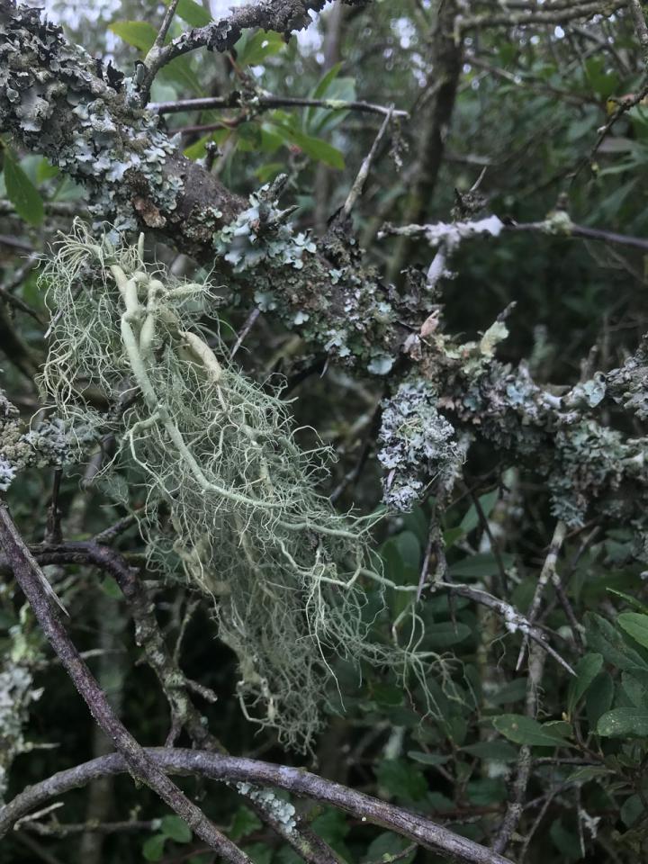 Usnea articulata New Forest