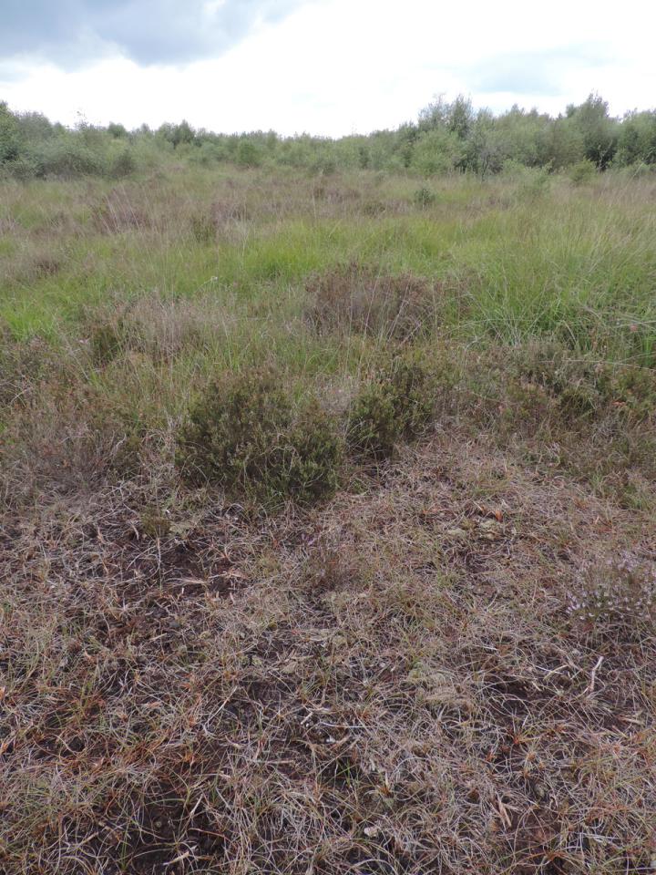 Cladonia incrassata, base of peat cutting, raised bog